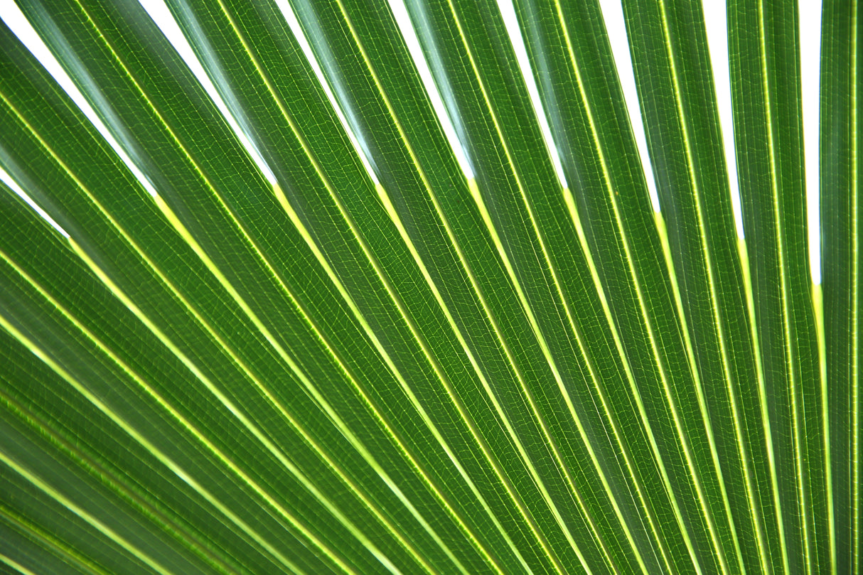 5 GREEN SAW PALMETTO Serenoa Repens American Dwarf Palm Tree Shrub Edible Fruit Sun or Shade Seeds