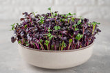 300 PURPLE PLUM RADISH Raphanus Sativus White Flesh Root Vegetable Seeds