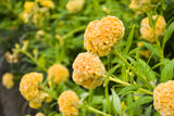 100 CORAL GARDENS Mix CELOSIA Cockscomb Celosia Argentea Cristata Flower Seeds