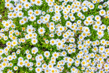 100 White DWARF CREEPING DAISY Chrysanthemum Paludosum Leucanthemum Flower Seeds