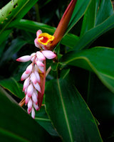 5 KAT GINGER Pink & Yellow Shell Alpinia Katsumadai Hayata Flower Herb Seeds
