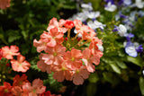 50 Dwarf APRICOT VERBENA Nana Compacta Fragrant Butterfly Flower Seeds