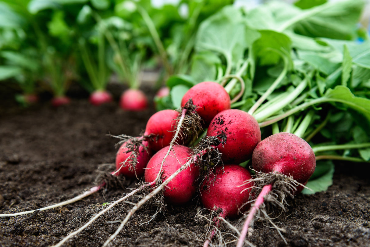 2000 CHERRY BELLE RADISH Raphanus Sativus Vegetable Seeds