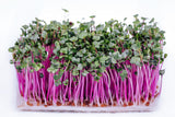 100 CHINA ROSE RADISH (Chinese Winter Radish) Raphanus Sativus Vegetable Seeds