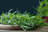 100 TARRAGON -  Kitchen / Common / Dragons Wort - Artemisia Dracunculus Flower Culinary Herb Seeds