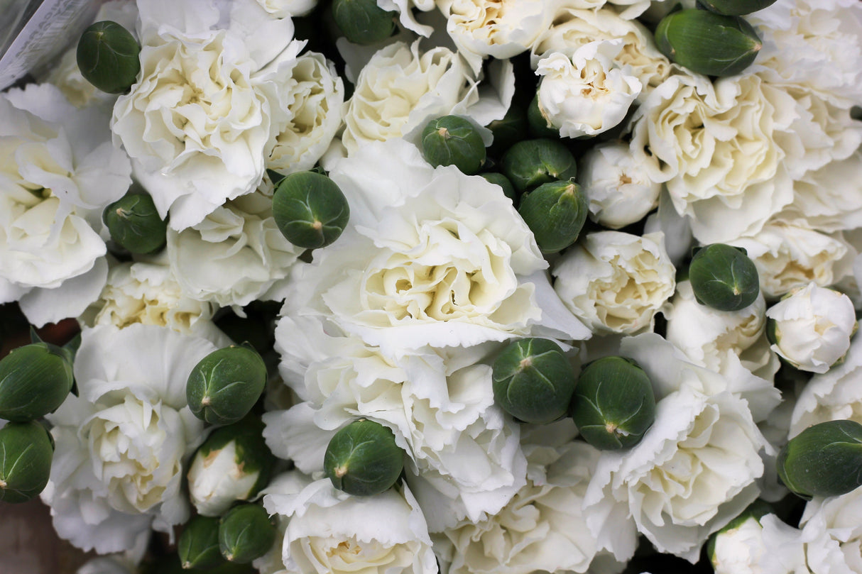 50 WHITE CARNATION Dianthus Caryophyllus Grenadin Flower Seeds