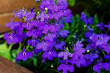 200 CRYSTAL PALACE LOBELIA Regatta Purple Blue Lobelia Erinus Flower Seeds