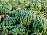 50 TENDERSWEET ORANGE WATERMELON Orange Flesh Citrullus Lanatus Fruit Melon Seeds