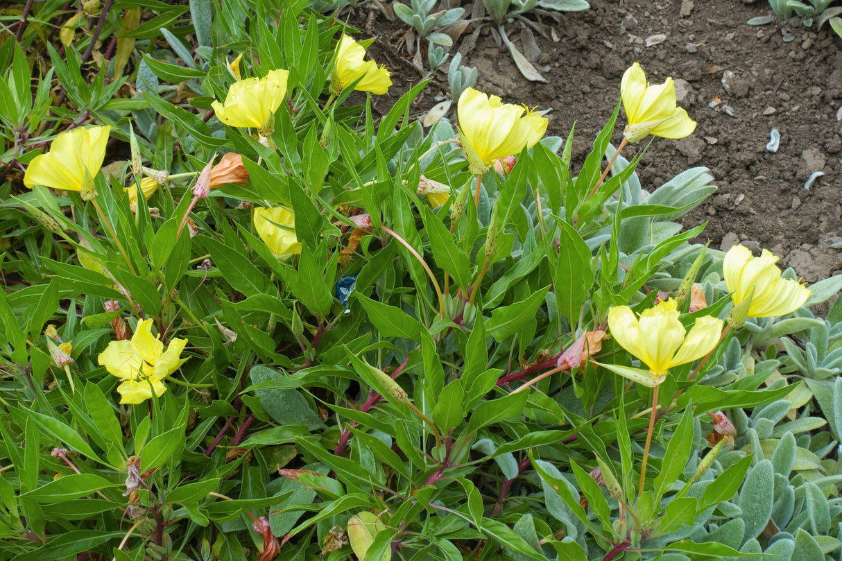 150 DWARF EVENING PRIMROSE ( Missouri Primrose / Ozark Sundrops ) Oenothera Macrocarpa syn. Missouriensis Native Yellow Flower Seeds