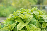 1500 LEMON BALM Melissa Officinalis Lemonbalm Fragrant Herb / Flower Seeds