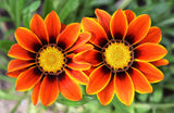 30 Mixed Colors GAZANIA Rigens Treasure Flower Seeds