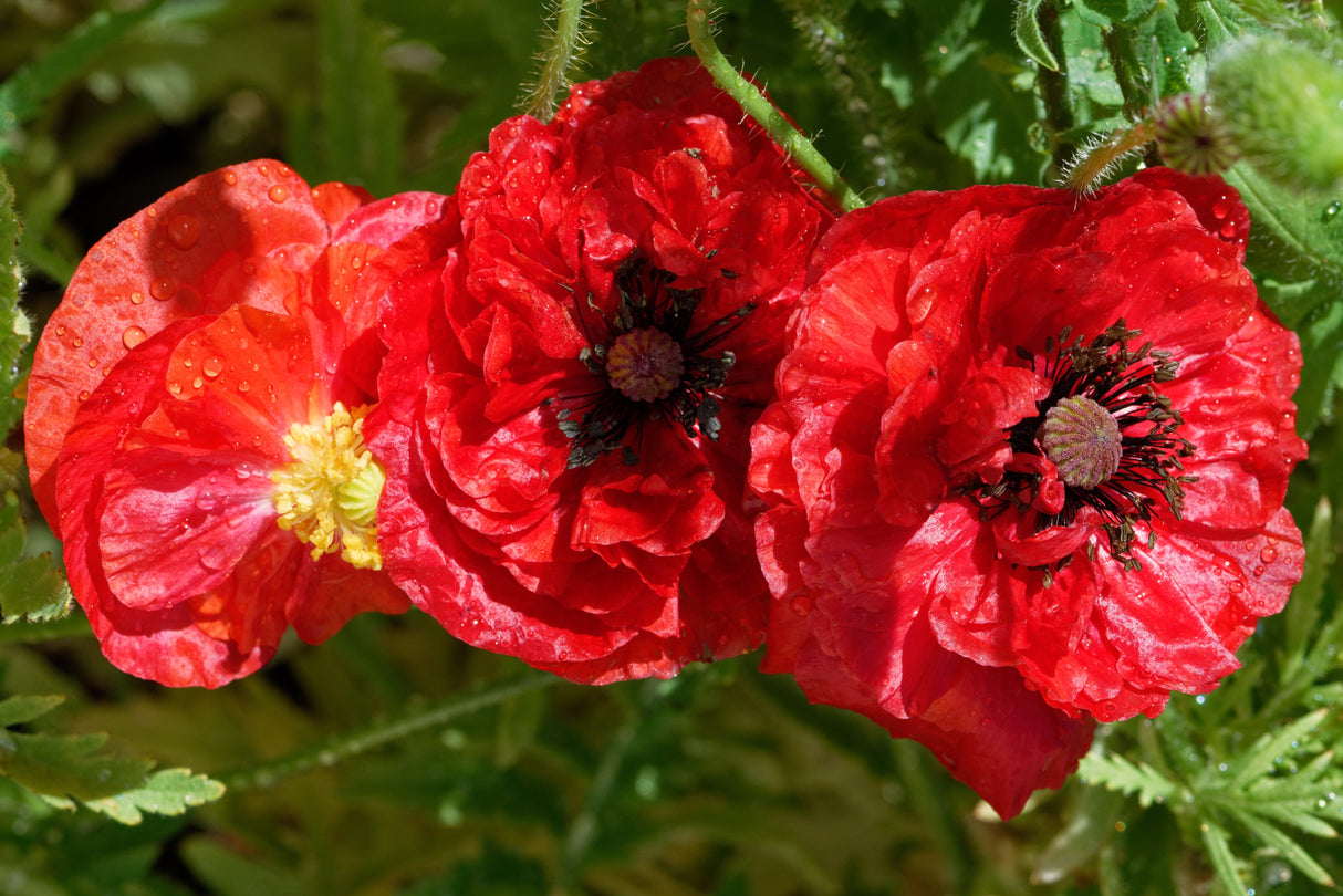 1000 Mixed Colors DOUBLE SHIRLEY POPPY Papaver Rhoeas Flower Seeds