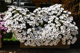 50 WHITE AFRICAN Cape DAISY Dimorphotheca Sinuata Flower Seeds