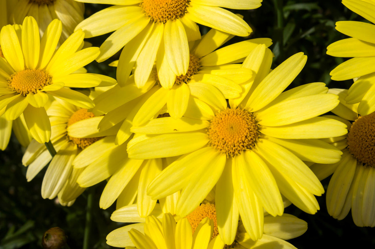 15 MOUNTAIN ARNICA Montana Wolf's Bane Yellow Flower Herb Seeds