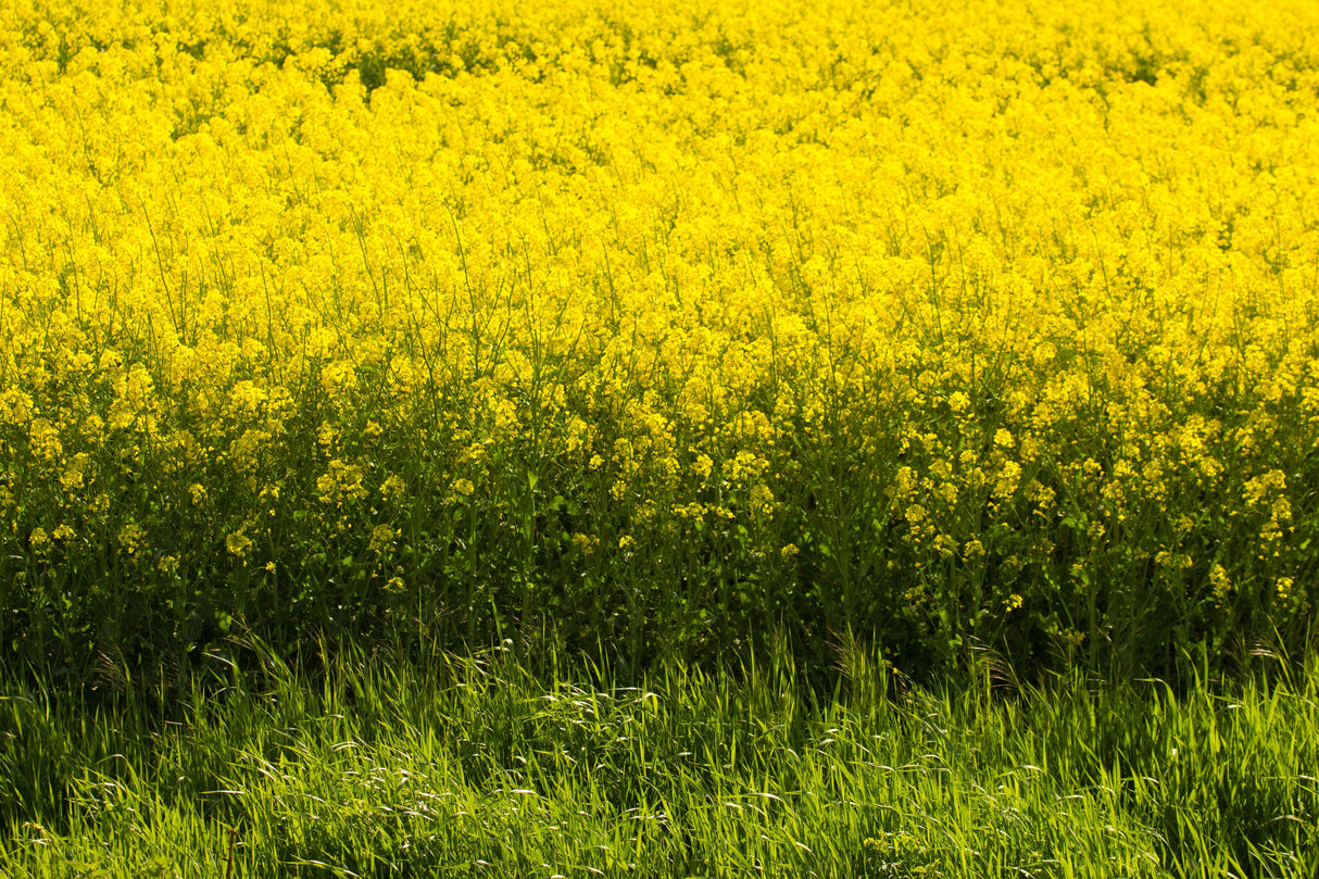 1000 YELLOW MUSTARD Brassica Juncea Vegetable Herb Seeds