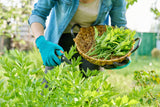 50 LOVAGE Levistucum Officinale - Flavor like celery & anise - Herb Flower Seeds