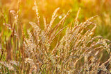 1500 PRAIRIE JUNEGRASS Koeleria Macrantha June Crested Hair Grass Flower Seeds