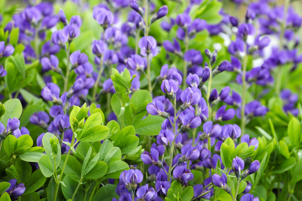 50 BLUE WILD INDIGO (False Indigo) Baptisia Australis Flower Seeds