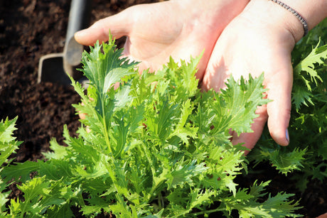 1000 GREEN MIZUNA MUSTARD Japanese Greens Brassica Juncea Herb Vegetable Seeds