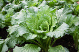 500 MICHIHILI CABBAGE Napa (Chinese Cabbage / Bok Choy / Pak Choi / Celery Mustard / Chinese Chard) Brassica Rapa Chinensis Vegetable Seeds
