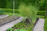 125 ASPARAGUS UC72 Officinallis Mary's Granddaughter Vegetable Seeds