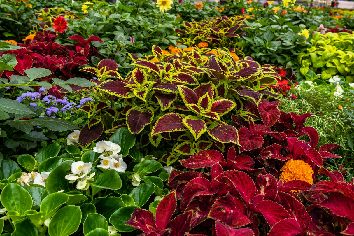 100 Mixed Colors COLEUS RAINBOW MIX Shade Houseplant Solenostemon Flower Seeds