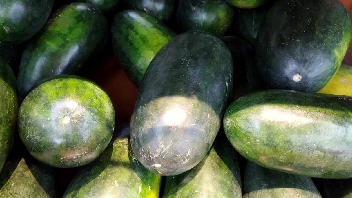 50 CONGO WATERMELON Red Citrullus Lanatus 40 lb AAS Winner Fruit Melon Seeds