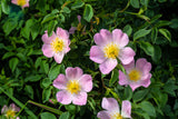 50 Thornless Pink DOG BRIER ROSE Bush Rosa Canina Inermis Victory Garden Fragrant Flower Seeds