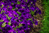 100 DWARF Alderman BLUE PETUNIA Nana Compacta Purple Flower Seeds