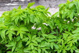 30 ANGELICA Archangelica Officinalis Edible Archangel / Holy Ghost Herb Seeds