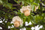 5 African BAOBAB TREE Adansonia Digitata Monkey Bread Judas Fruit Seeds