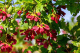 20 Tatarian FLAME MAPLE TREE Red Acer Tataricum Seeds