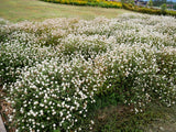 50 GLOBE AMARANTH MIX Gomphrena Globosa Mixed Colors Amaranthus Flower Seeds