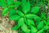 25 AMERICAN GINSENG Panax Quinquefolius Shade Herb Seeds