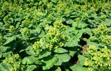 250 AZTEC TOBACCO Midewiwan Sacred Nicotiana Rustica Yellow Flower Herb Seeds