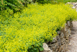 100 LADYS MANTLE Alchemilla Mollis Flower Seeds