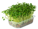 2000 CRIMSON GIANT RADISH Raphanus Sativus Vegetable Seeds