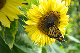 30 INCREDIBLE DWARF SUNFLOWER Helianthus Annuus Flower Seeds