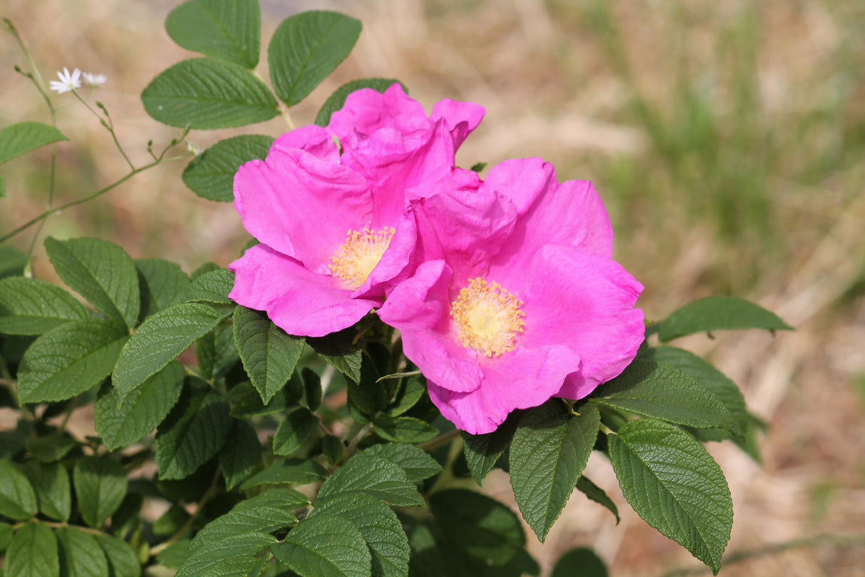 10 Pink CINNAMON ROSE Bush Amur Rosa Davurica Fragrant Flower Seeds
