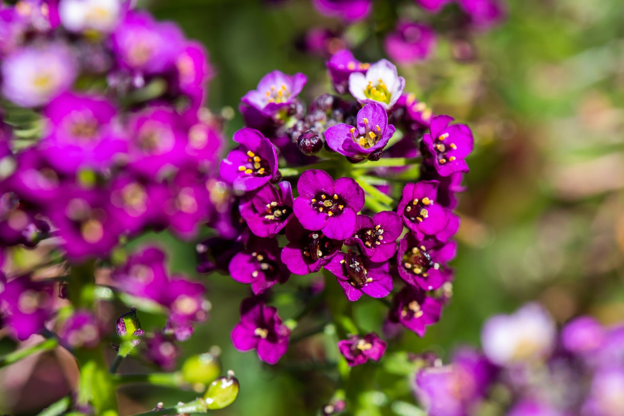 100 EASTER BONNET ALYSSUM Lobularia Maritima Bright Violet Purple Flower Seeds