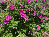 30 JAPANESE RED ROSE Bush Rosa Rugosa Rubra Rugrose Fragrant Flower Seeds