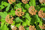 50 PACIFIC NINEBARK Physocarpus Capitatus Western Ninebark Native White Pink Red Flower Shrub Seeds