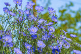 100 BLUE FLAX (Prairie Flax / Lewis Blue Flax) Linum Perenne Lewisii Flower Seeds