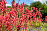 100 HEUCHERA FIREFLY Coral Bells Heuchera Sanguinea Red Flower Shade Seeds