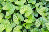 25 WILD GINGER Asarum Canadense Canadian Heart Snakeroot Flower Herb Seeds