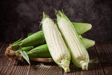 100 Truckers Favorite WHITE SWEET CORN Zea Mays Vegetable Seeds