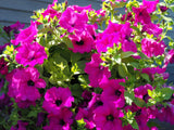 1000 SHANIN PETUNIA Integrifolia Violacea Pink Purple Wild Flower Seeds