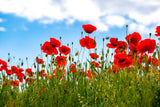 1000 Red AMERICAN LEGION (Corn / Shirley / Flanders) POPPY Papaver Rhoeas Flower Seeds