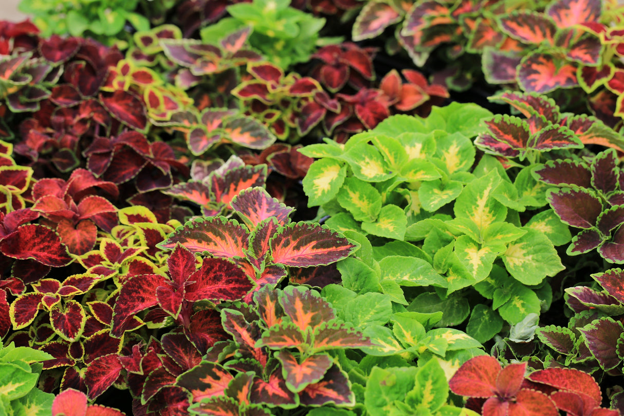 100 Mixed Colors COLEUS RAINBOW MIX Shade Houseplant Solenostemon Flower Seeds
