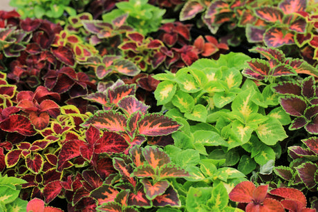 100 Mixed Colors COLEUS RAINBOW MIX Shade Houseplant Solenostemon Flower Seeds